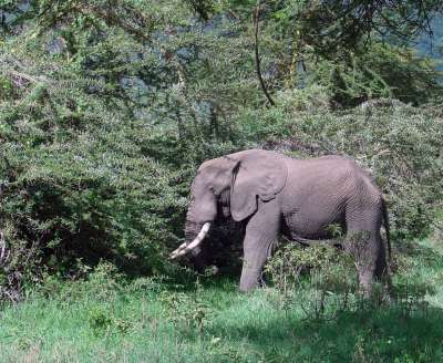 Critical Time for Elephants 2